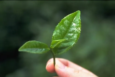 遠紅外(wai)加(jia)熱技術在茶(cha)葉(ye)加(jia)工(gong)中(zhong)的應用